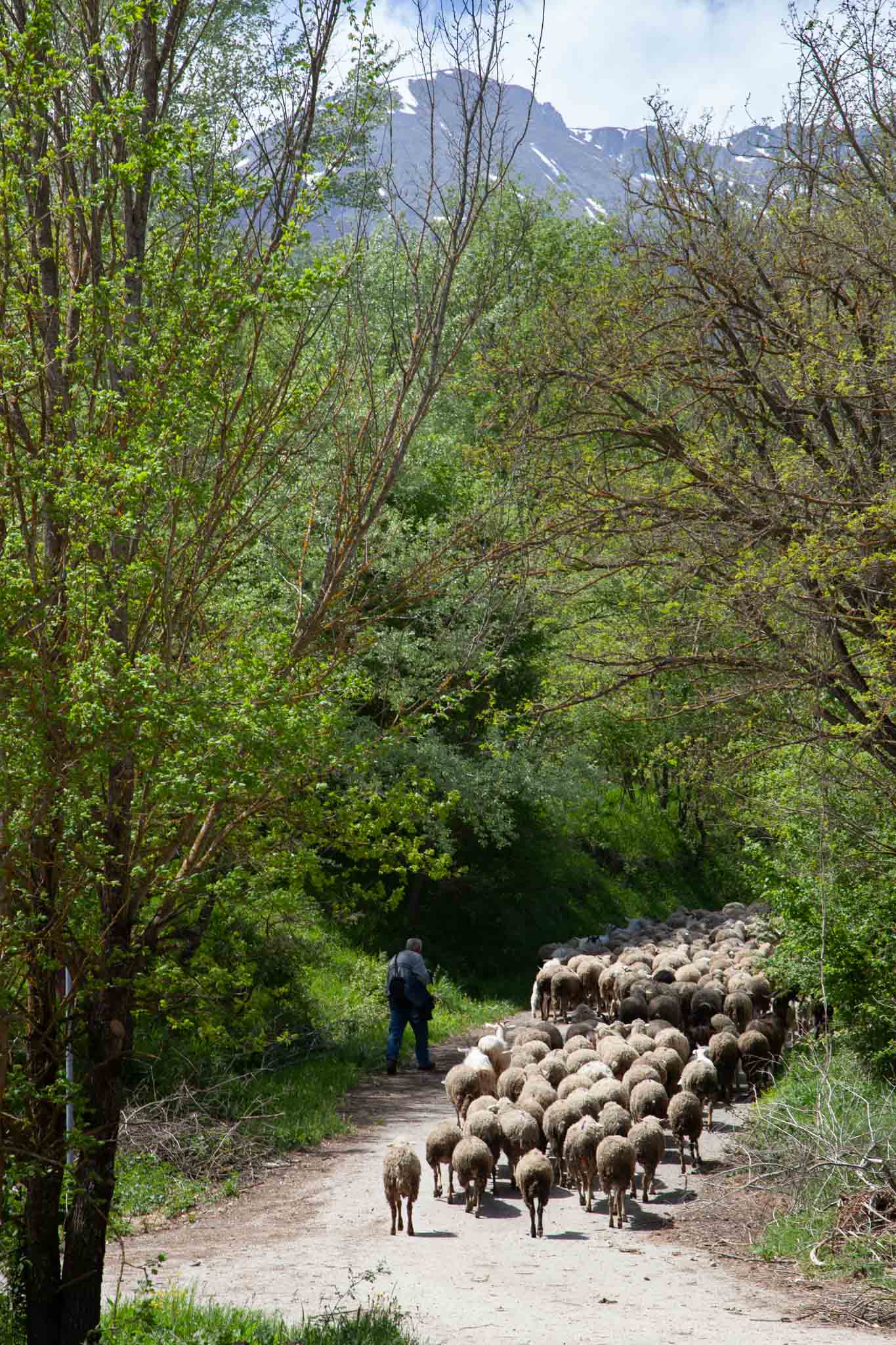 Abruzzese Shepherd, Gagliano Aterno, Abruzzo, Italy